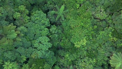 A-high-angle-drone-shot-of-lush-trees-and-native-plants-in-New-Zealand