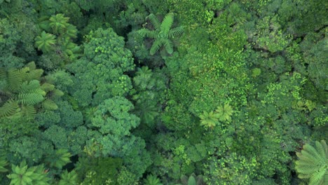 a high angle drone shot of lush trees and native plants in new zealand