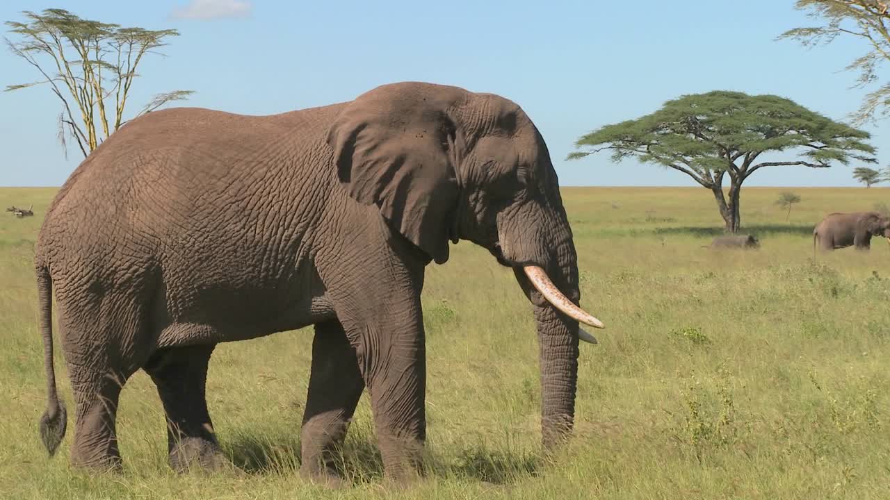 un elefante se relaja en las llanuras del serengeti de áfrica