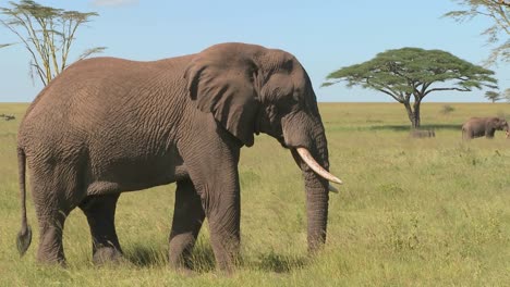 an elephant relaxes on the serengeti plains of africa