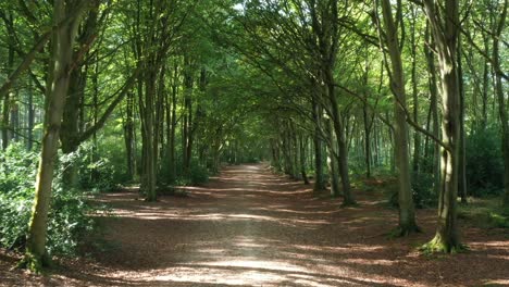 vuelo aéreo lento a través de un bosque en el verano