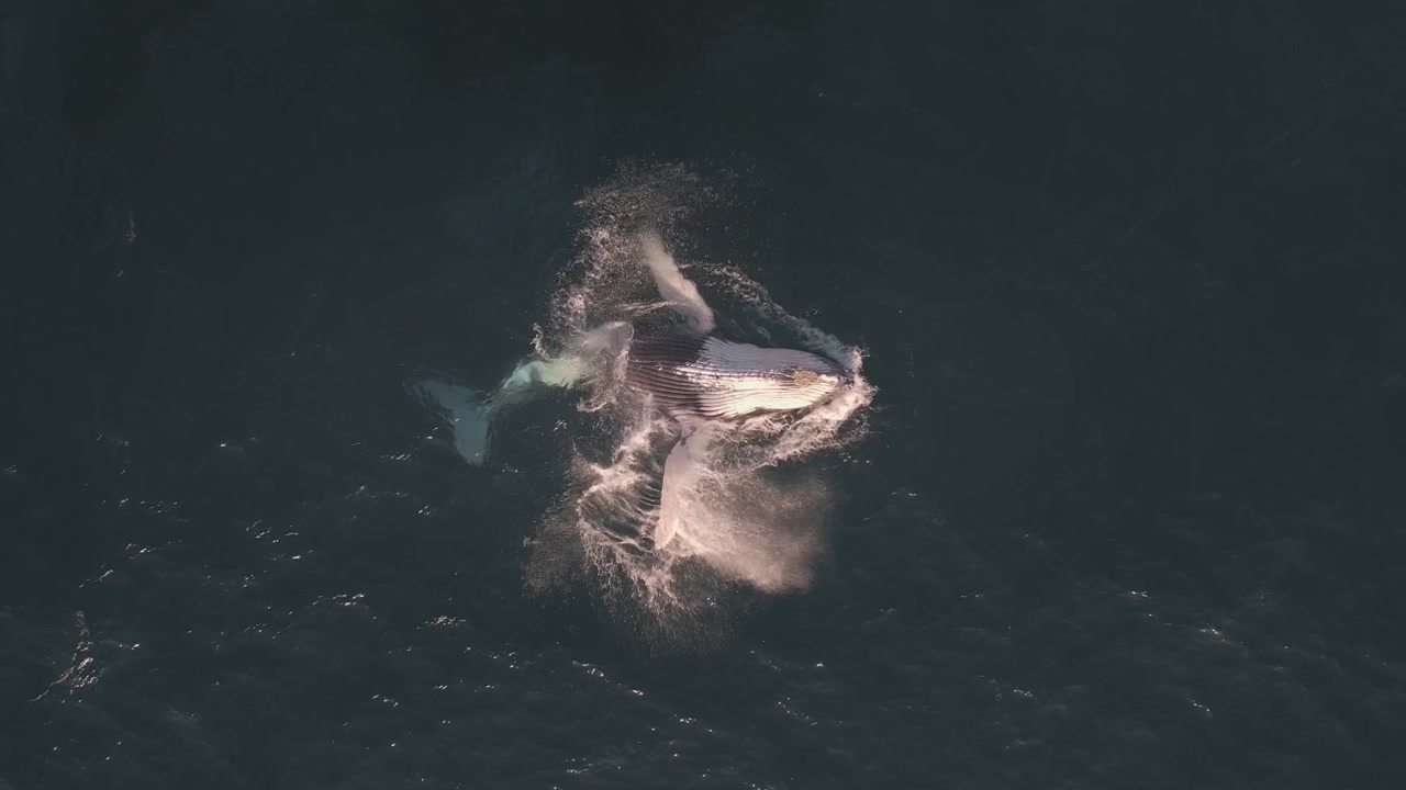 Cucciolo di megattera che salta fuori dalla superficie dell'oceano al rallentatore