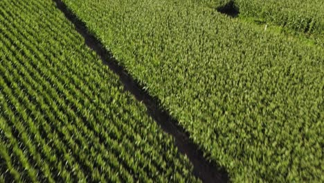 fast birds eye view of corn field with slow pan to wide angle view of farm land