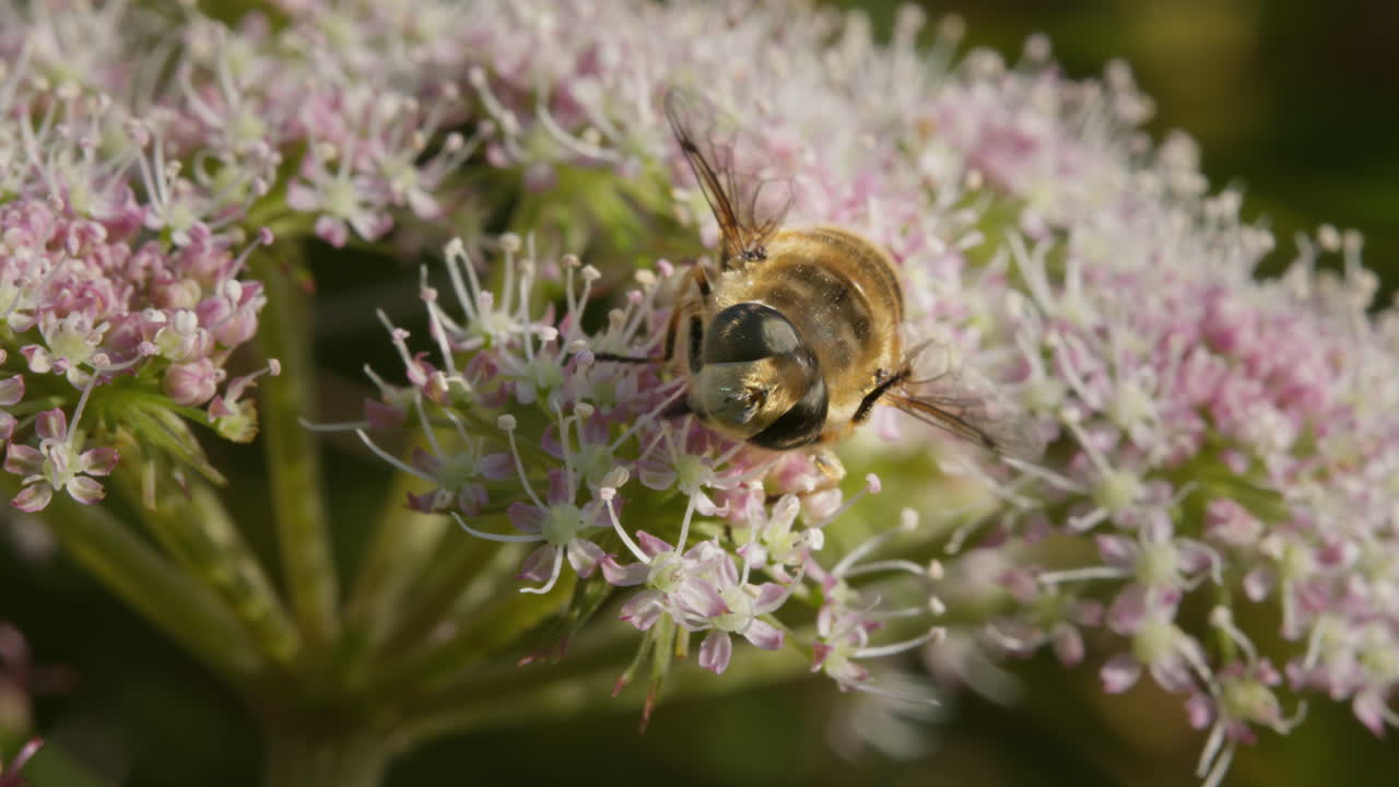 Macro Drone fly on Angelica flower, taking nectar in summer using its proboscis. Eristalis tenax, common drone fly, hover fly, hoverfly.