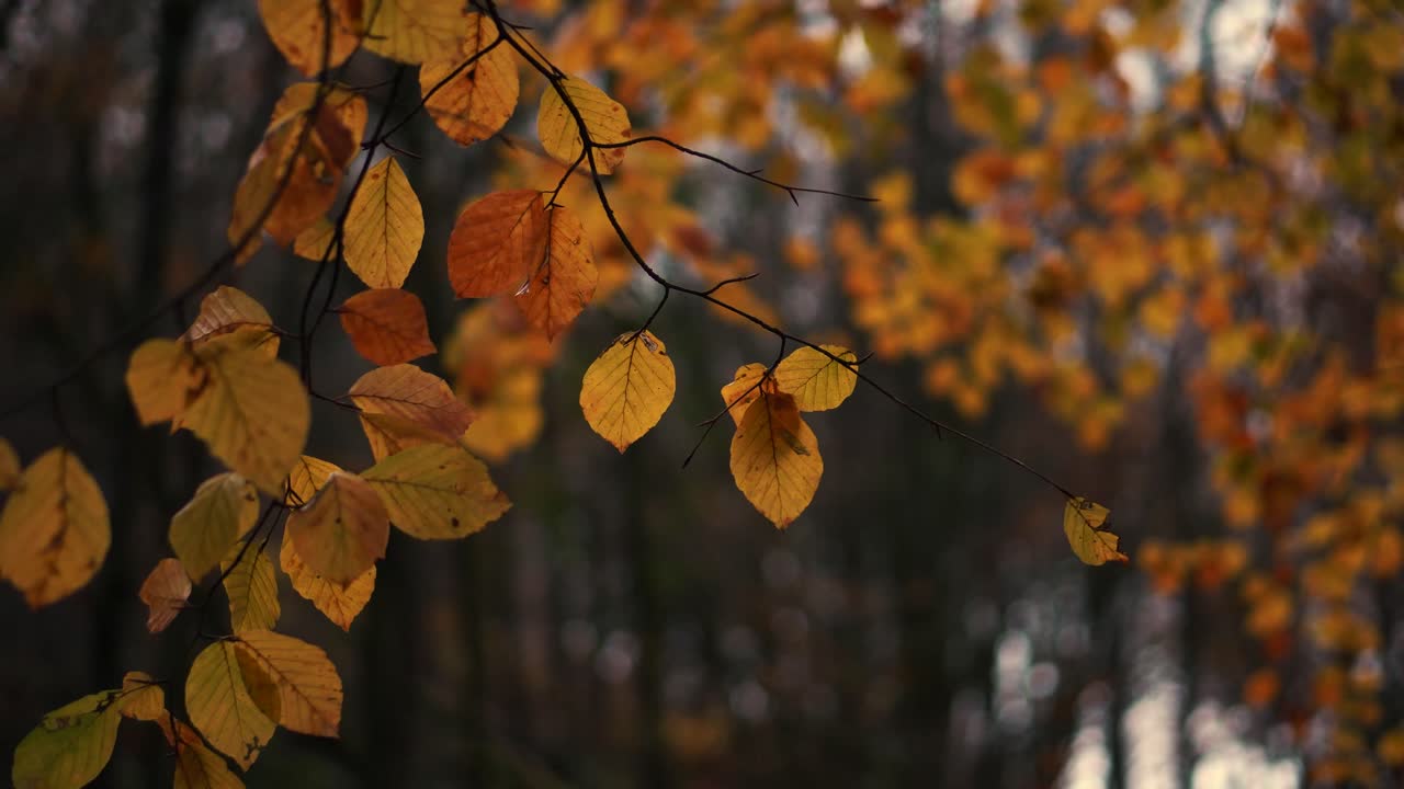un primer plano de hojas de otoño naranjas en el bosque inglés
