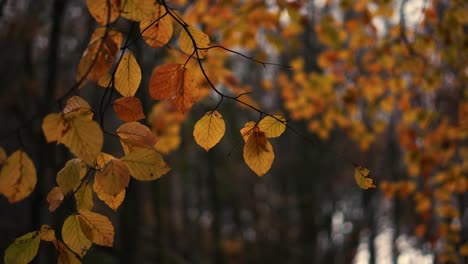 A-close-up-of-orange-autumn-leaves-in-English-woodland