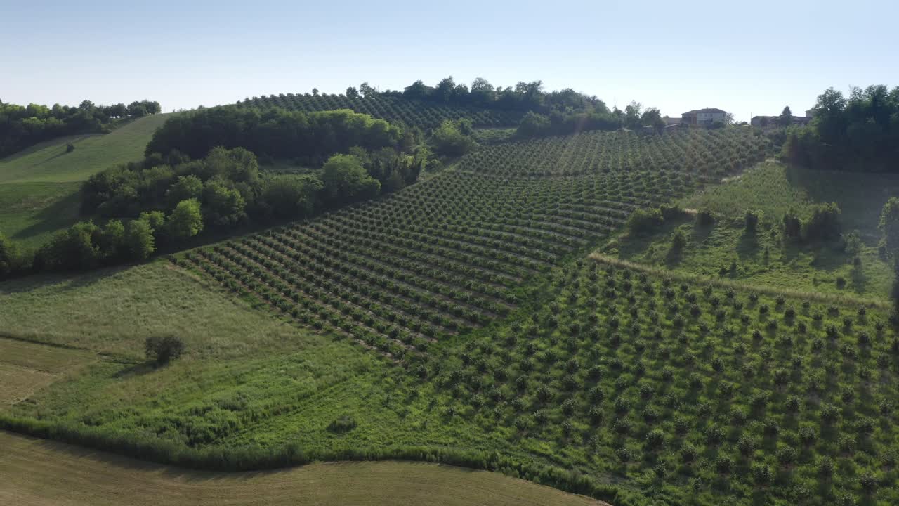 Typical Italian countryside with crops of fruit trees and wheat