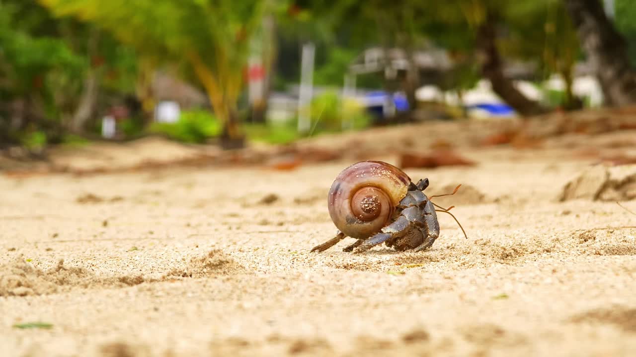 Hermit Crab on a Tropical Beach