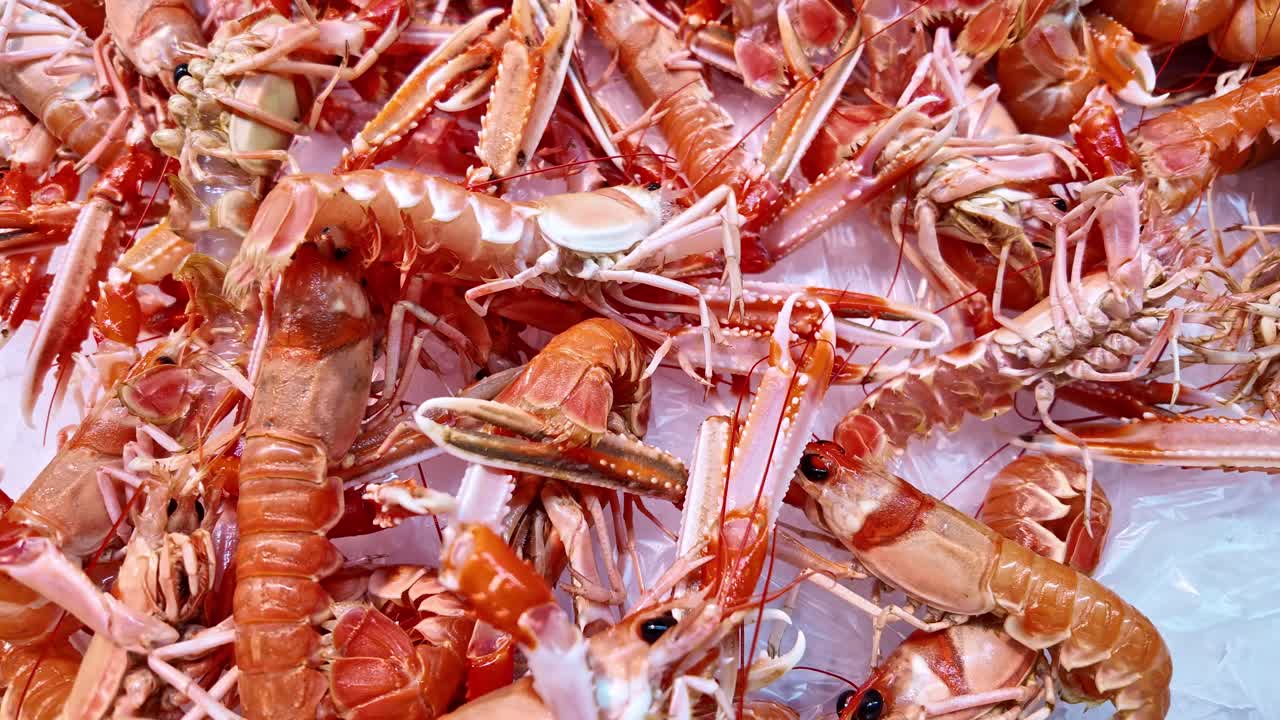 Norway lobster Nephrops norvegicus, scampi or langoustine, moving atop ice at fish market, with slender pincers and translucent legs, demonstrating freshness and premium seafood quality