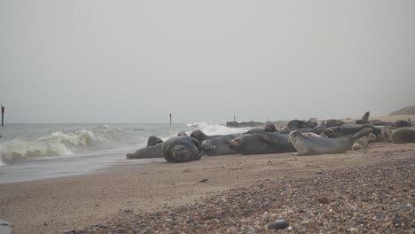 herd of sea seals resting and socializing in the beach shore of norfolk england uk