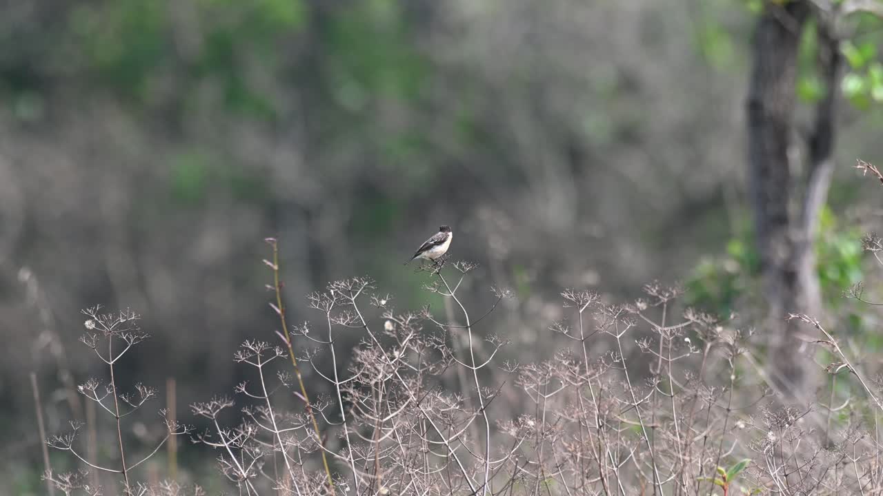 시베리아 stonechat, saxicola maurus, phu khiao 야생 동물 보호 구역, 태국