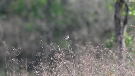 Siberian-Stonechat,-Saxicola-maurus,-Phu-Khiao-Wildlife-Sanctuary,-Thailand