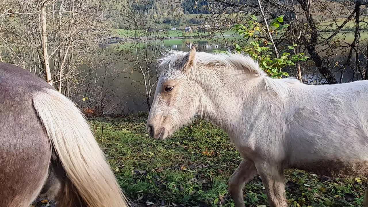 lindo potro blanco trota hacia su madre a lo largo de la carretera de noruega en otoño - clip de mano siguiendo el lado del potro hasta llegar a su madre