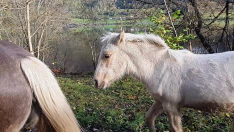 cute white foal trots towards her mother along norway road in autumn - handheld clip following side of foal until reaching her mother