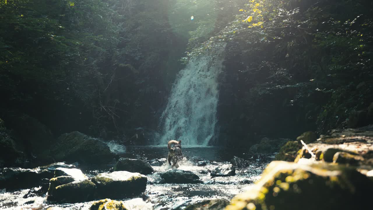 Dog runs through river and looks at waterfall in slow motion.