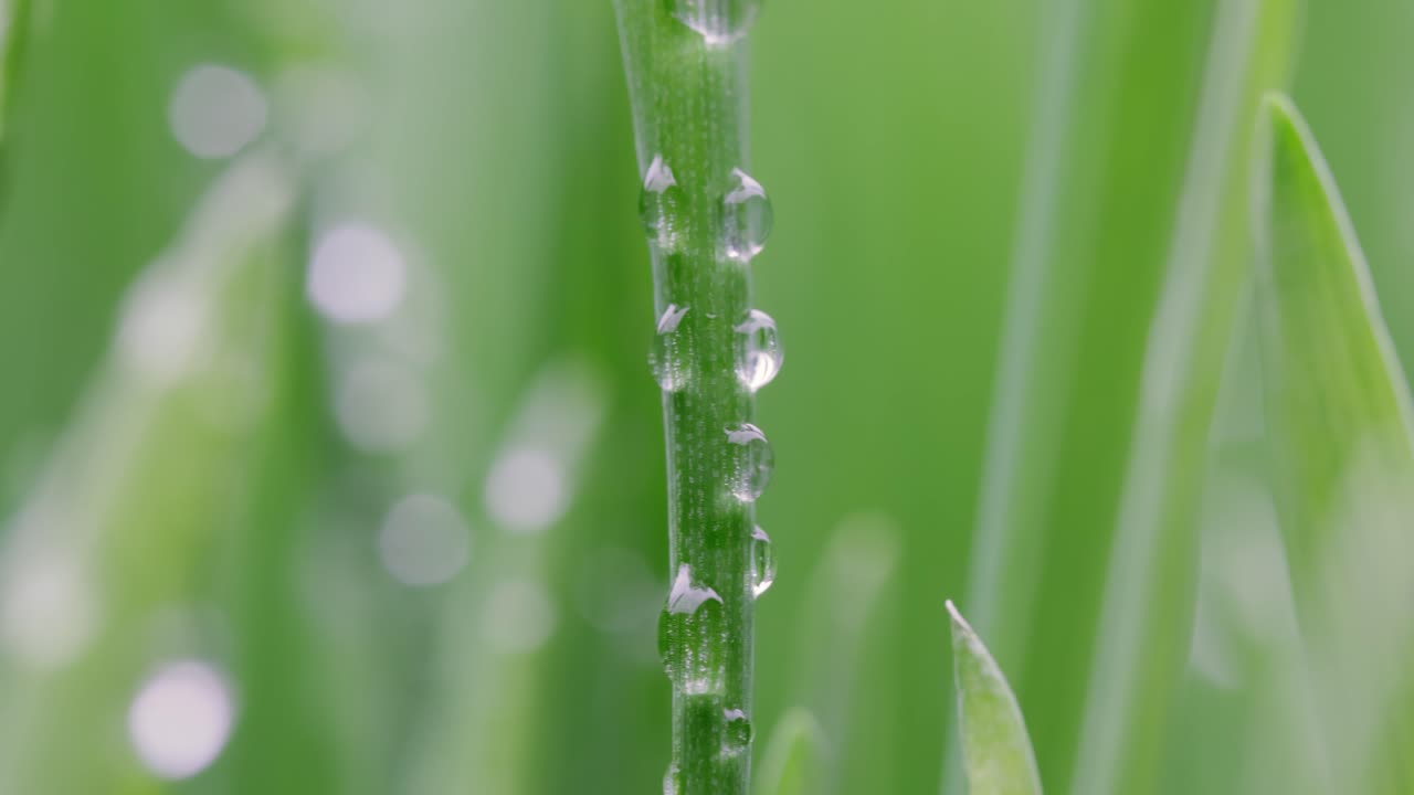 el césped verde es un primer plano súper macro.