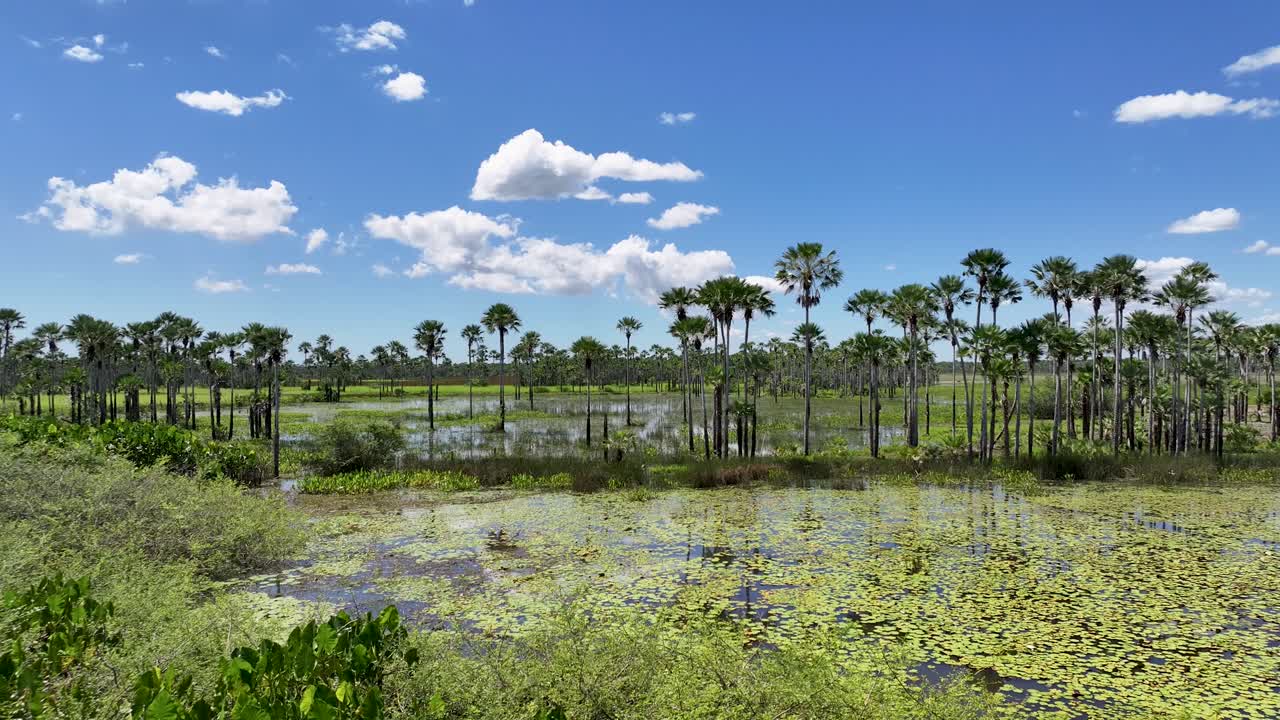 Skyline della foresta pluviale ad Araioses nel Maranhão, Brasile. Paesaggio del Delta del Parnaíba. Skyline di mangrovie. Skyline della foresta pluviale ad Araioses nel Maranhão, Brasile. Delta Safari delle Americhe. Palude del delta.