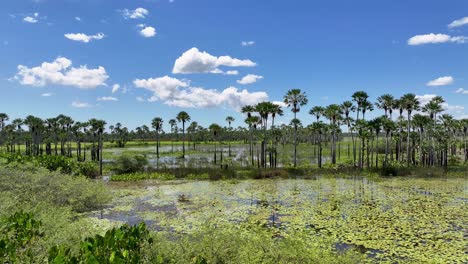 rainforest skyline at araioses in maranhao brazil. parnaiba delta landscape. mangrove skyline. rainforest skyline at araioses in maranhao brazil. safari delta of the americas. delta swamp