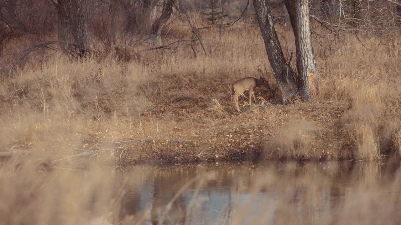 A young deer walking in the forest near the natural pond