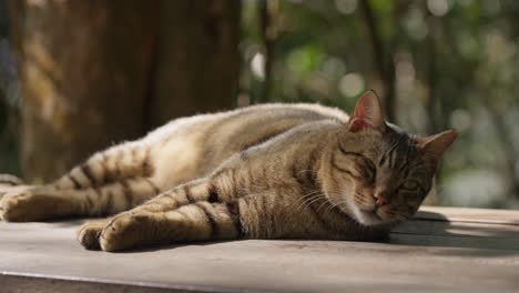 Schöne-Hauskatze,-Die-Seitlich-Draußen-Auf-Einem-Holztisch-Sitzt