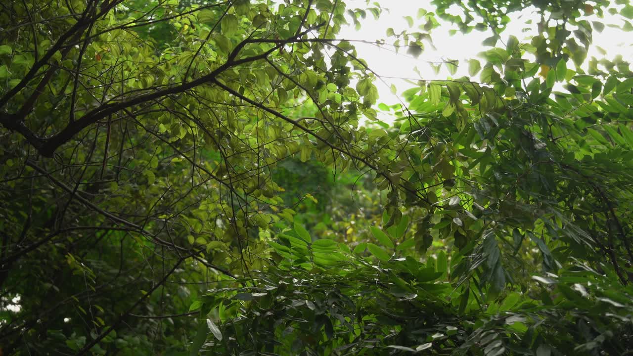 Trees and greenery in the natural world
