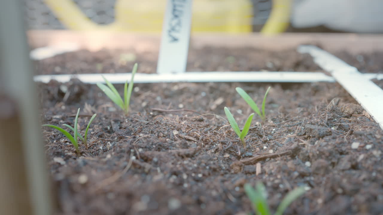 젊은 시금치 식물. 움직이는 샷, 4k