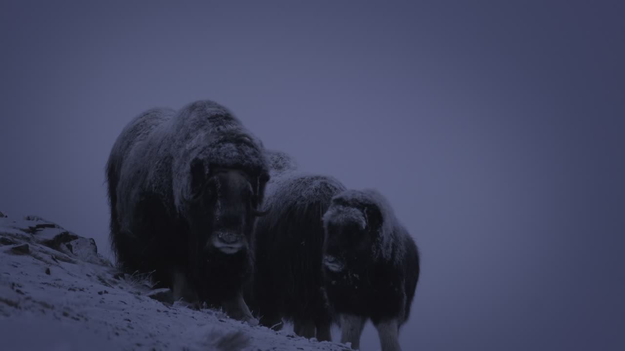 familia de buey almizclero con nevadas en la piel en la montaña en dovrefjell, noruega en un frío día de invierno
