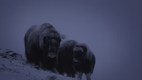 family of musk ox with snowfall on fur at the mountain in dovrefjell, norway on a cold winter day