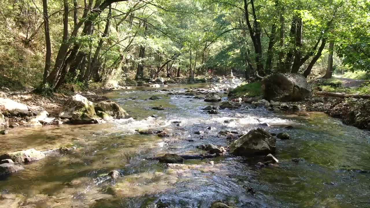 Ren, stenet flod, grøn skov omkring