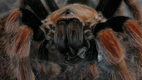 tarantula spinning web around his food - amazing arachnid behavior