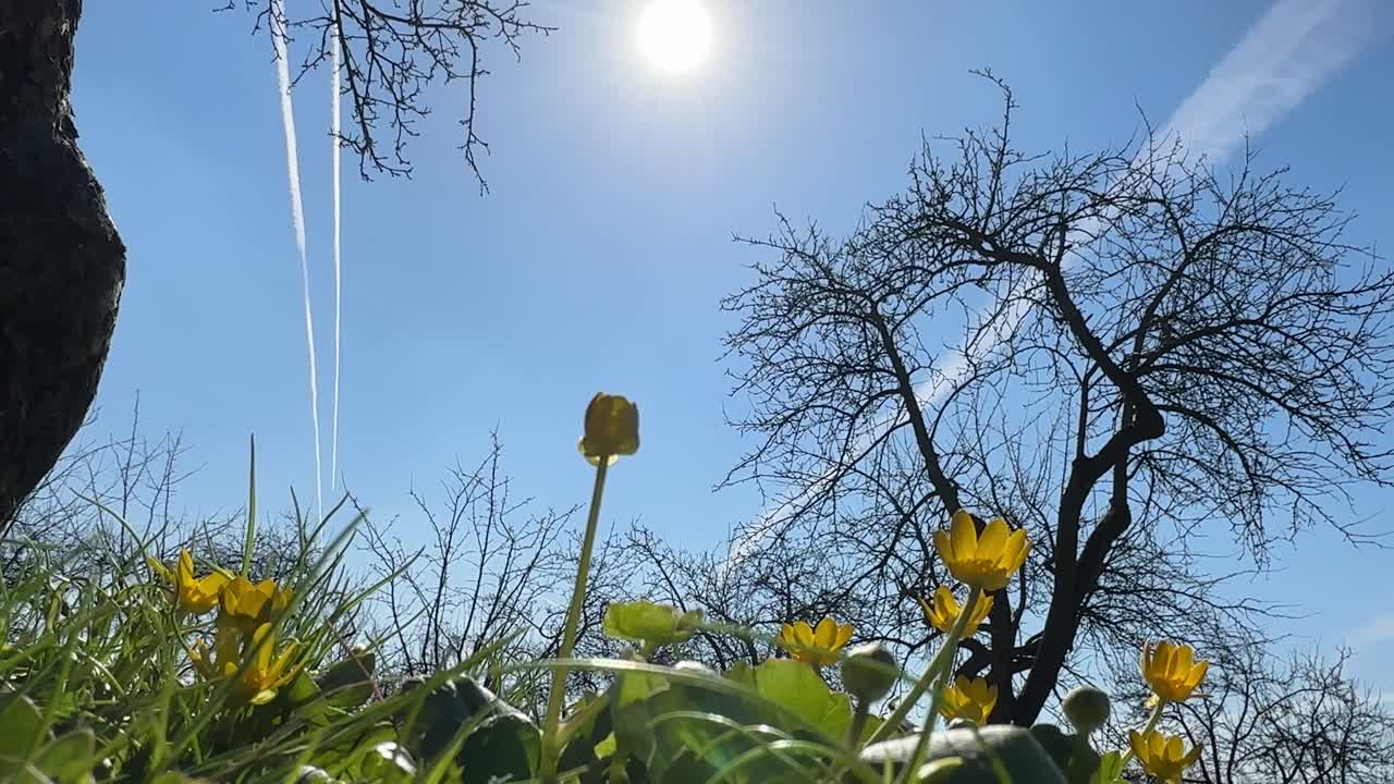 The first flowers after winter reach out to the sun in the Kolomenskoye Museum-Reserve