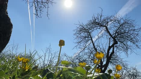 the first flowers after winter reach out to the sun in the kolomenskoye museum-reserve