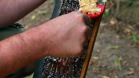 Beekeeper-extracting-honey-from-honeycomb-in-apiary