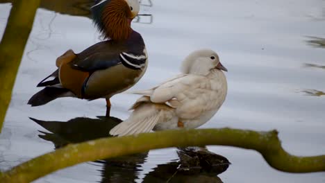 colorful mandarin duck and white female duck on the side of a lake washing themselves before sleep during sundown