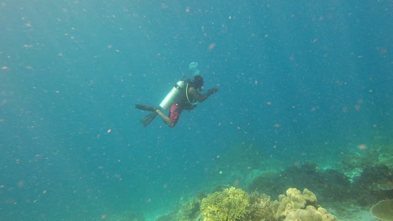 산호초 를 탐사 하는 스쿠버 다이버