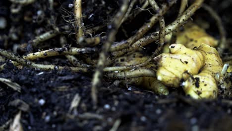 Primer-Plano-De-Raíz-De-Jengibre-En-El-Suelo-Rodeado-De-Tierra-Rica,-Un-Festín-Visual-De-La-Cosecha-De-Jengibre-En-El-Hogar.