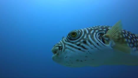 Gelber-Kugelfisch,-Der-Aus-Dem-Blauen-Wasser-Zur-Kamera-Hereinschwimmt-Und-Dann-Weg