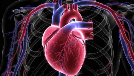 detailed visualization of a human heart highlighting the complex anatomy and circulatory system in stunning 3d renderings for educational insights