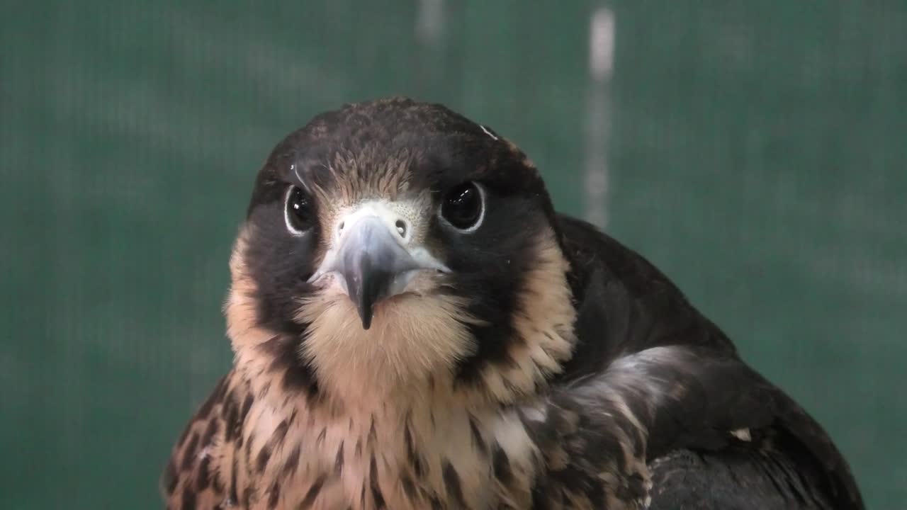 el halcón en el zoco del halcón