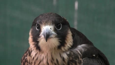 falcon at falcon souq