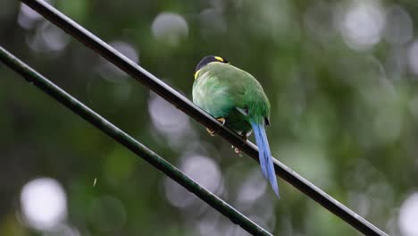 seen from under during a rainy day then hops around to face to the right, long-tailed broadbill psarisomus dalhousiae, khao yai national park, thailand