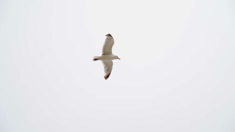 lone bird flying in a plain white sky