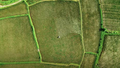 Agricultor-Trabajando-En-Un-Campo-Agrícola-En-Bali,-Indonesia