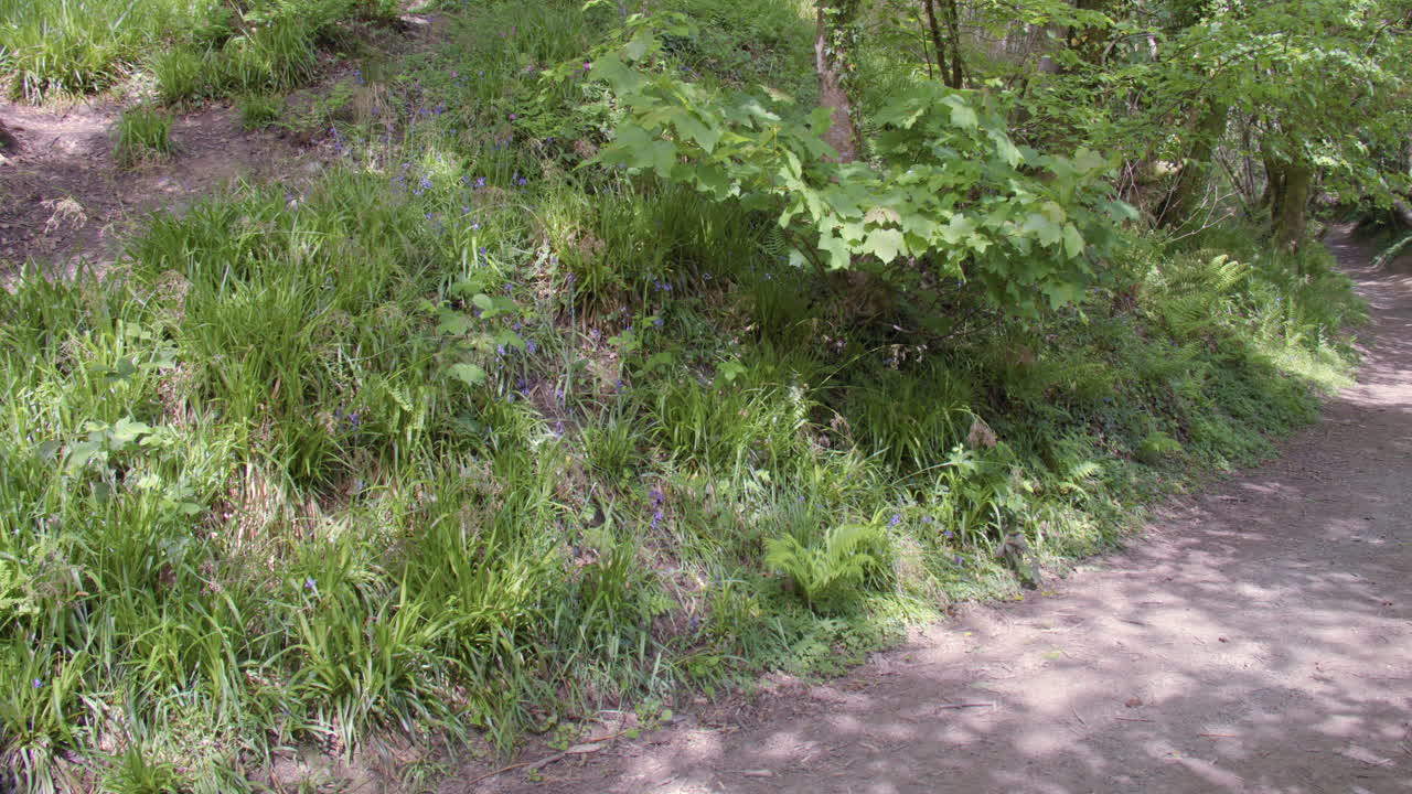 plano panorámico de derecha a izquierda de un antiguo sendero boscoso con luz solar moteada