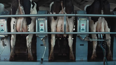 sistema automático de ordeño de vacas en el salón de la granja. instalación moderna de producción lechera.