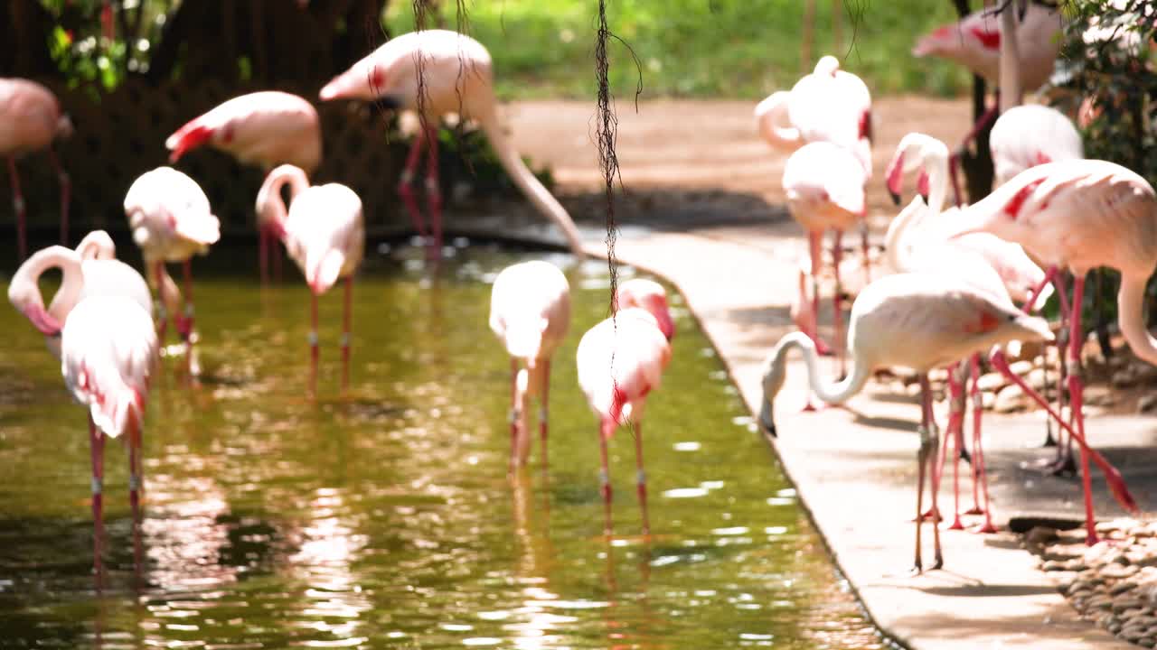 홍콩 의 연못 에 모인 플라밍고 들