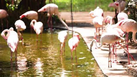 flamingos gather by a pond in hong kong