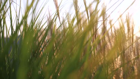 camera-moves-slowly-through-thick-tall-grass-lit-by-golden-sun-rays,-slow-motion