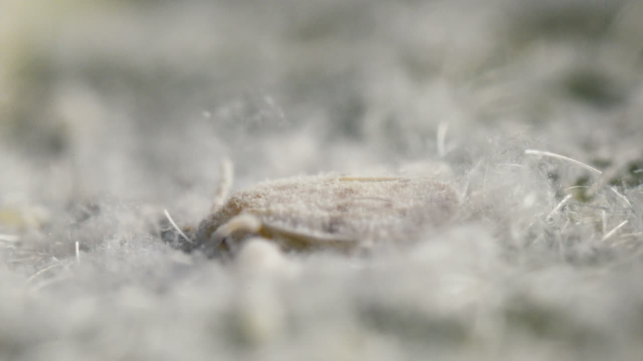 Whitefly Excreting Honeydew from Abdomen, Side View Macro Shot