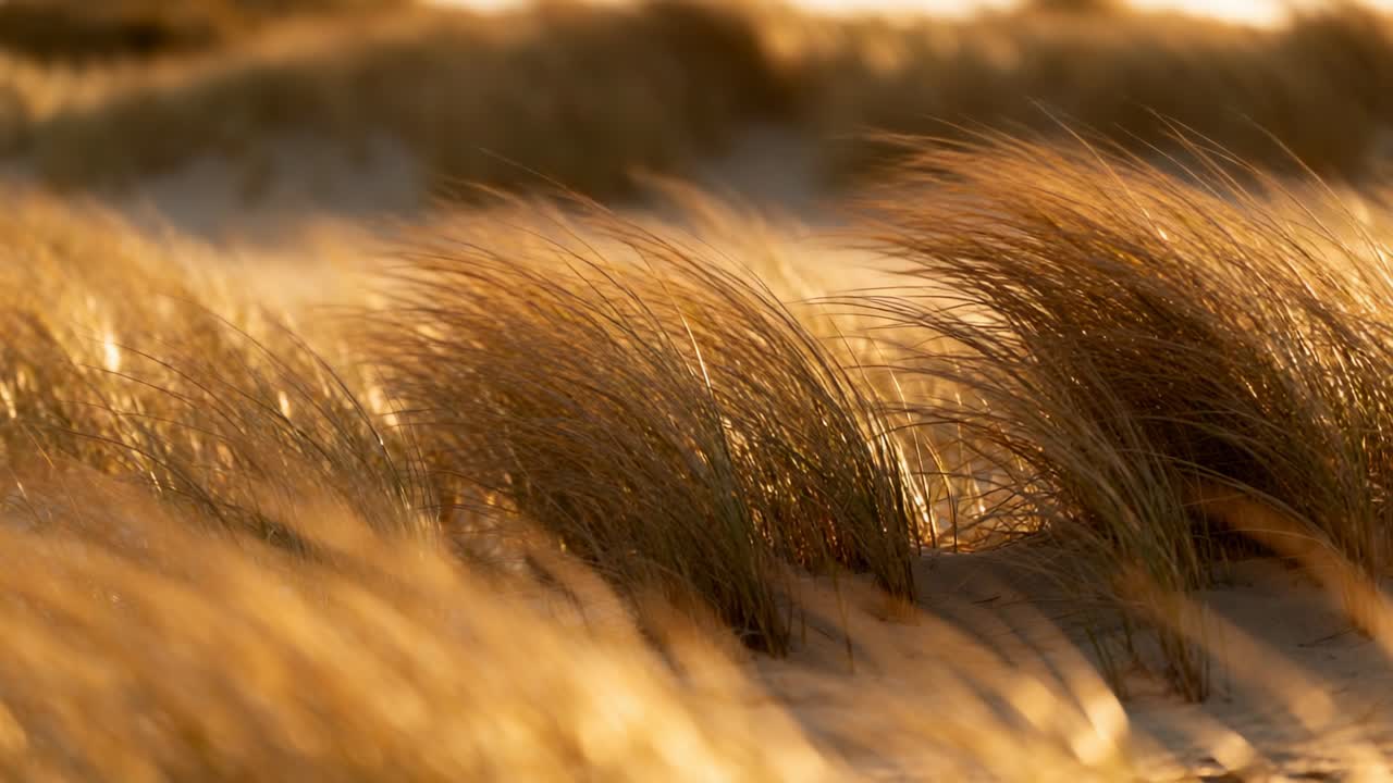 Sich biegende goldene Dünengrasbüschel schwingen im sanften Wind auf Küstendünen, während Sonnenlicht glitzert.